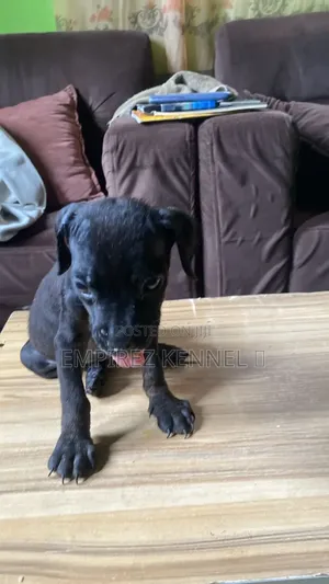1-3 months Female Purebred Boerboel