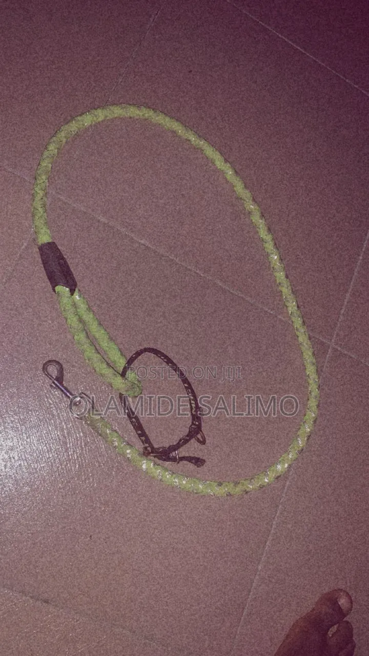 Dog Lease and Collar