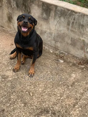 1+ year Female Purebred Rottweiler
