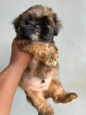 3-6 months Male Purebred Shih Tzu