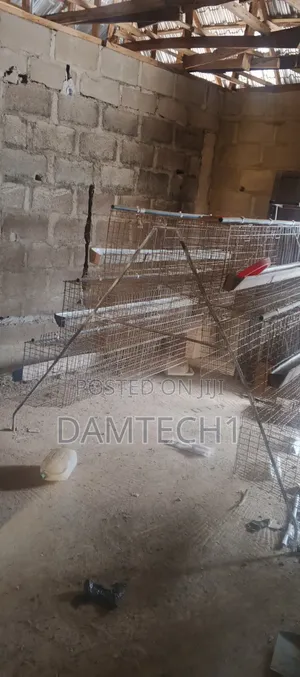 Chicken Cage
