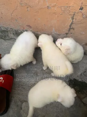 1-3 months Male Purebred American Eskimo