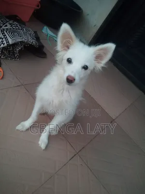 3-6 months Female Purebred American Eskimo