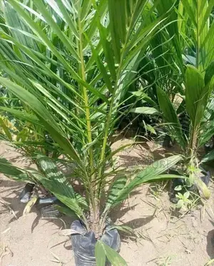 Tenera Palm Seeds and Seedling