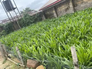 Tenera Palm Seeds and Seedling