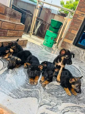 1-3 months Male Purebred German Shepherd
