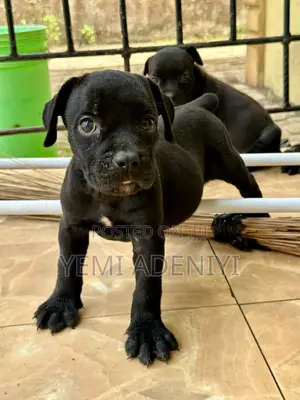 1-3 months Female Purebred Cane Corso