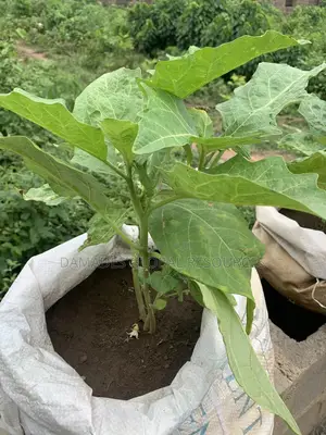 Garden Egg Seedlings