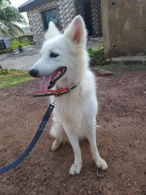 1+ year Male Purebred American Eskimo