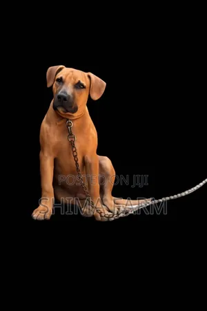 3-6 months Male Purebred American Pit Bull Terrier