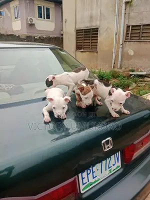 1-3 months Male Purebred American Pit Bull Terrier