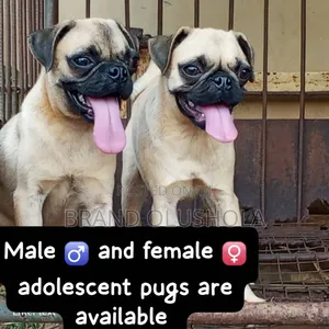 3-6 months Female Purebred Pug