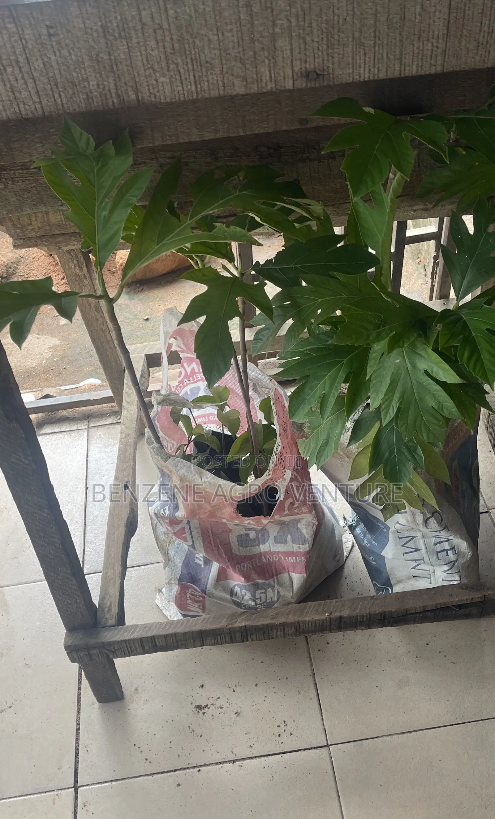 Bread Fruit