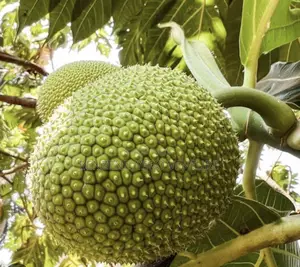 Bread Fruit