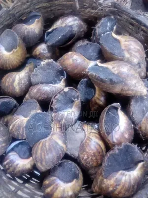 Jumbo Snails Available for Delivery Nationwide