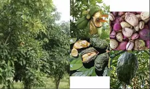 Hybrid Cola Nut Seedling