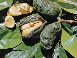 Hybrid Cola Nut Seedling