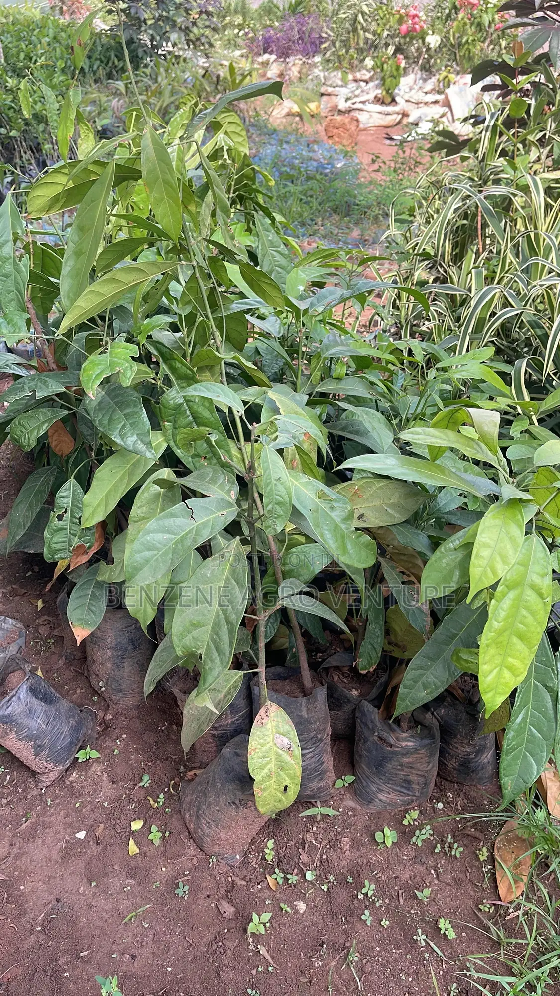 Hybrid Cola Nut Seedling