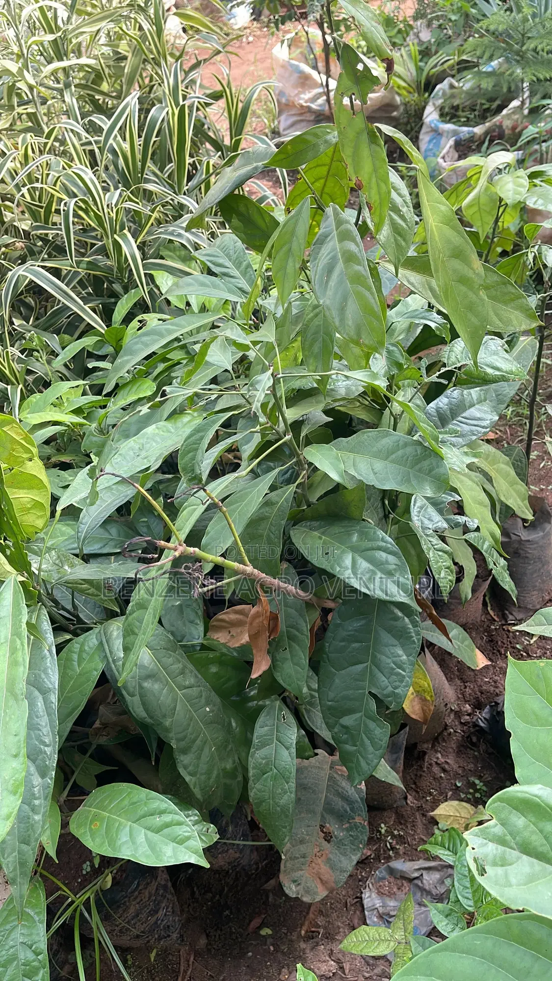 Hybrid Cola Nut Seedling