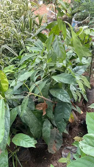 Hybrid Cola Nut Seedling