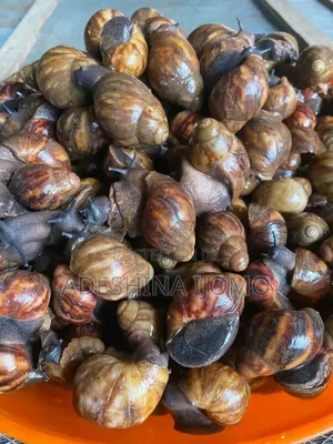Fresh and Big Snails Available for Purchase