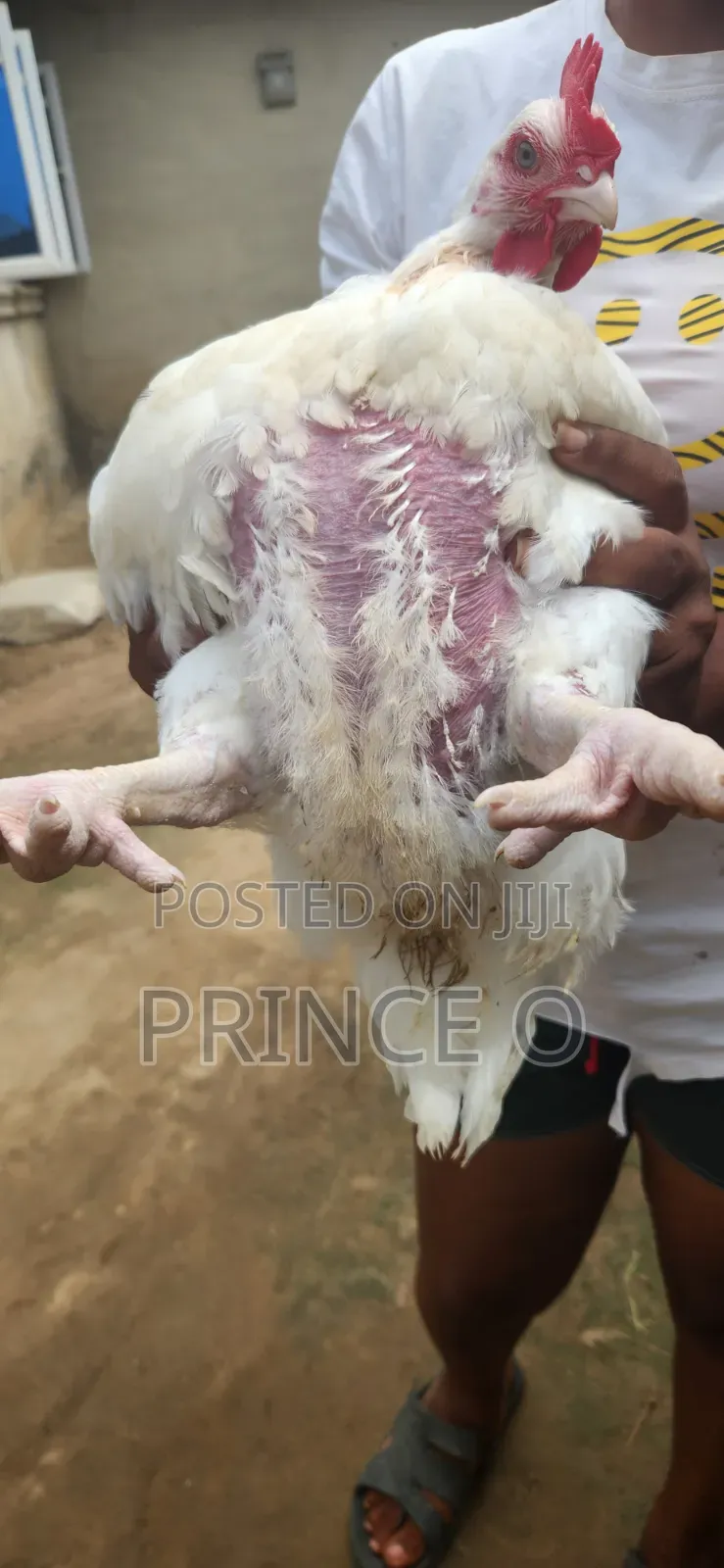Broiler Chicken