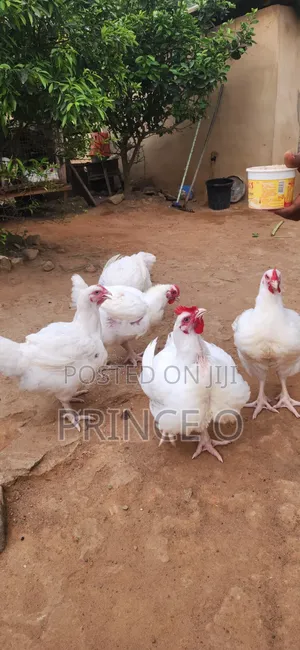 Broiler Chicken