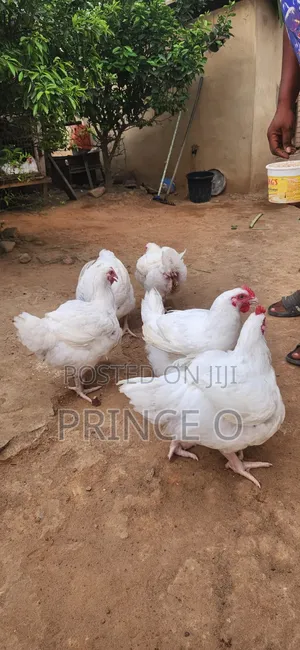 Broiler Chicken