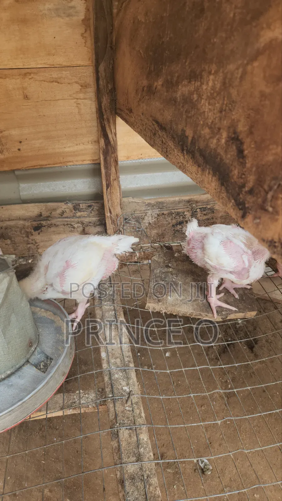 Broiler Chicken