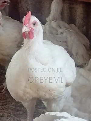 Sure-Back Up (Ileya-Festival Chicken)