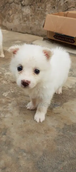 1-3 months Male Purebred American Eskimo