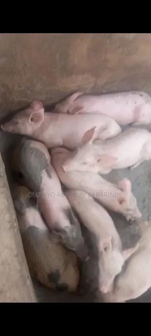 Piglets for Sale.