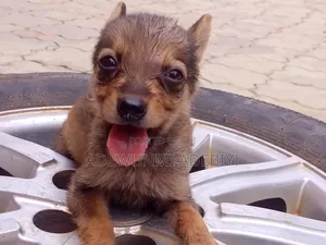 0-1 month Female Purebred German Shepherd
