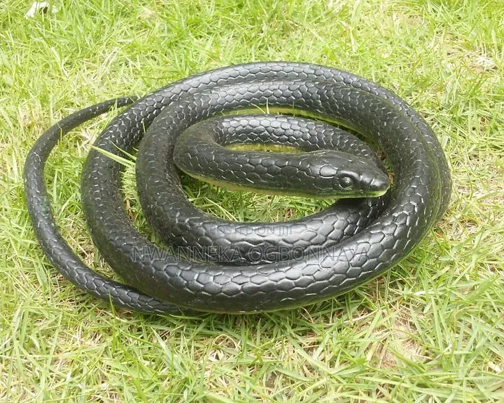 Long Realistic Soft Rubber Snake