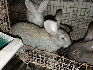 High Quality Rabbit Breeds for Sale
