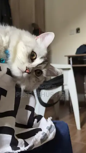 1+ year Female Purebred Persian