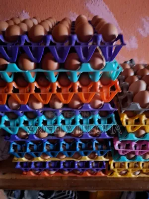 Pullet Egg Sizes Available