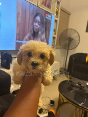 1-3 months Female Purebred Lhasa Apso