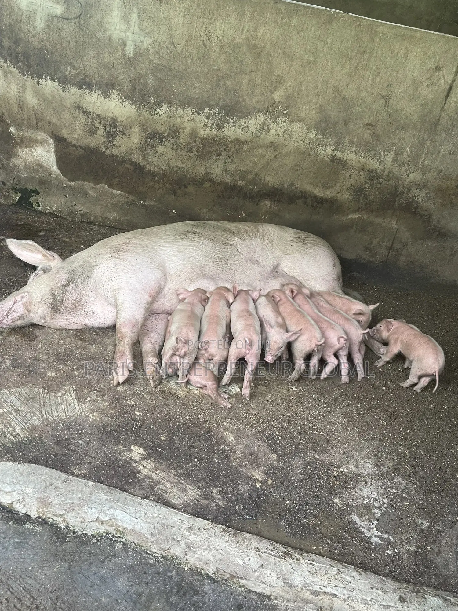 Comborough Wearners for Sell
