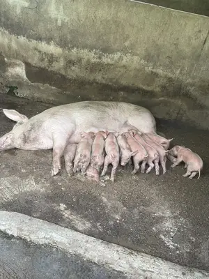 Comborough Wearners for Sell