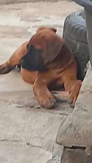 1-3 months Female Purebred Boerboel