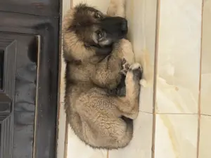 1-3 months Male Purebred Caucasian Shepherd