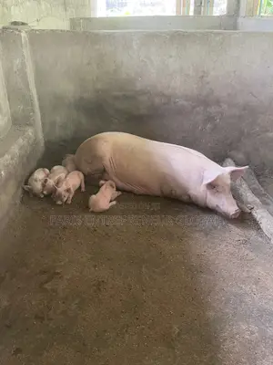 Large White Imported Breed for Sell
