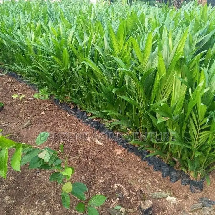 Dura Palm Seed and Seedling