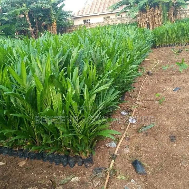 Dura Palm Seed and Seedling