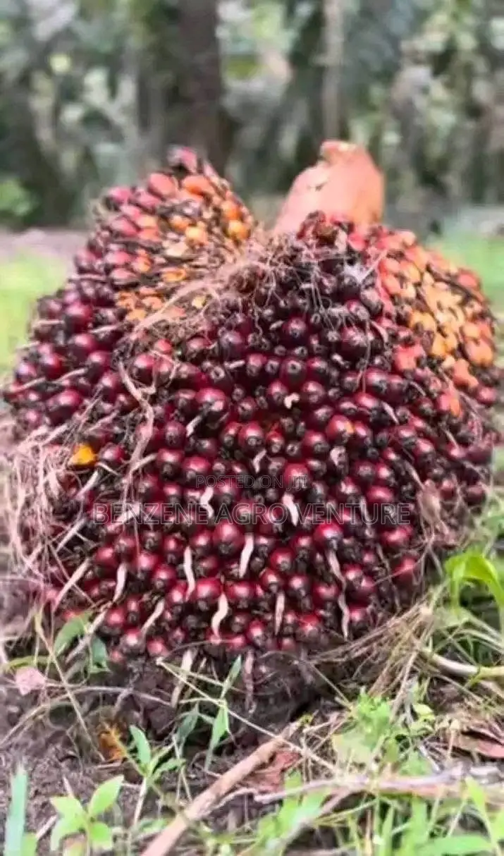 Dura Palm Seed and Seedling