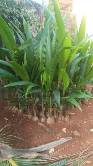 Cocount Seedling
