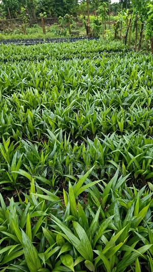 High-yield Oil Palm Seedlings