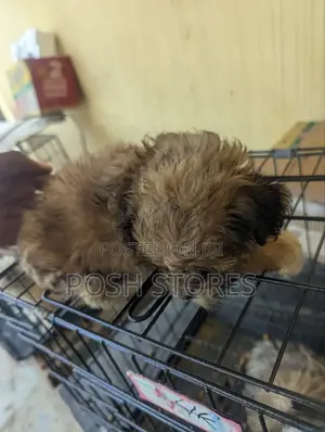 1-3 months Female Purebred Lhasa Apso