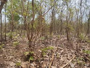 3000 Acres of Fertile Farmland Available at Olodo Anigbado, Abeokuta